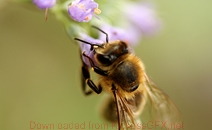 ddos攻击器安卓ios下载